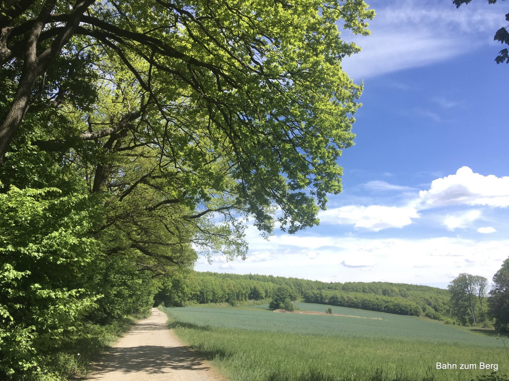 Unter Eichen im, Eichenhain. Foto Veronika Schöll