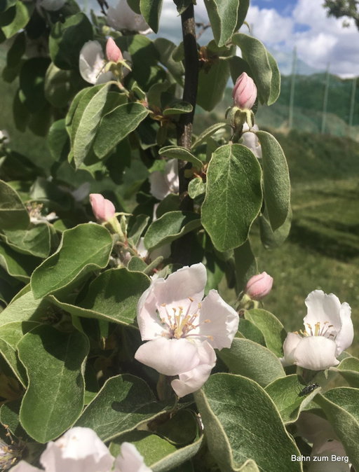 Quitten- und Birnblüten. Fotos veronika Schöll