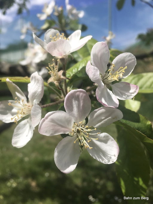 Quitten- und Birnblüten. Fotos veronika Schöll