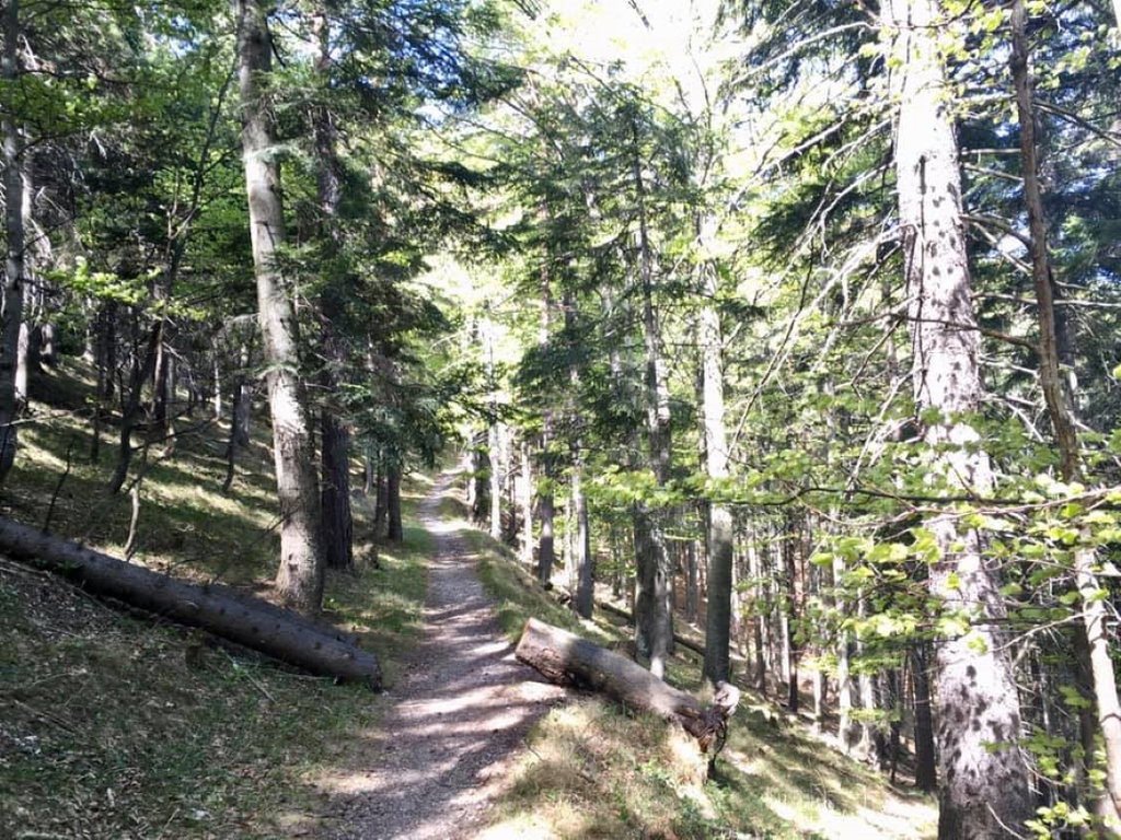 Schöner Waldweg Richtung Ascher. Foto Veronika Schöll