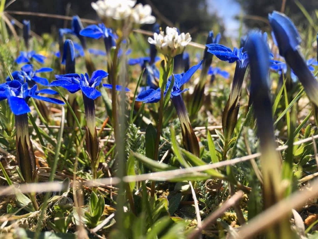 Enzianwiese am Katharinenschlag. Foto Veronika Schöll