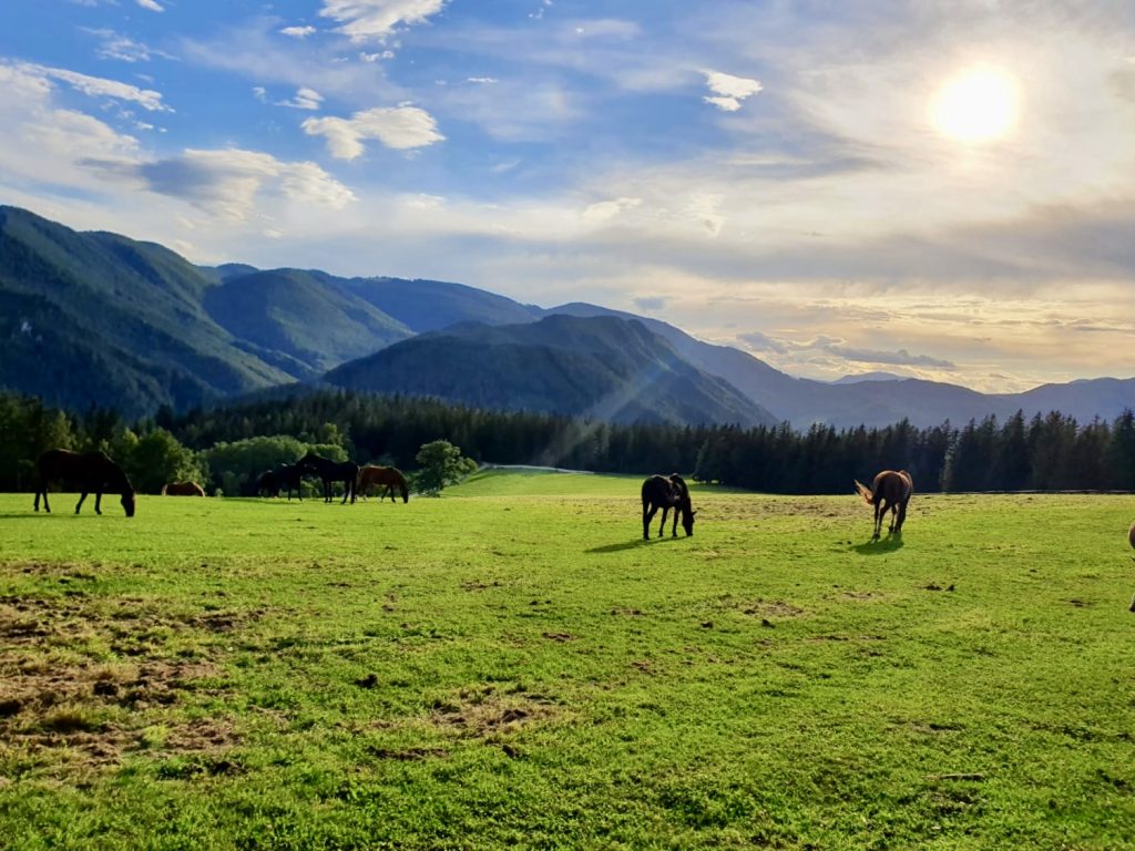 Pferdeweide. Foto Krisztina Grünzeis