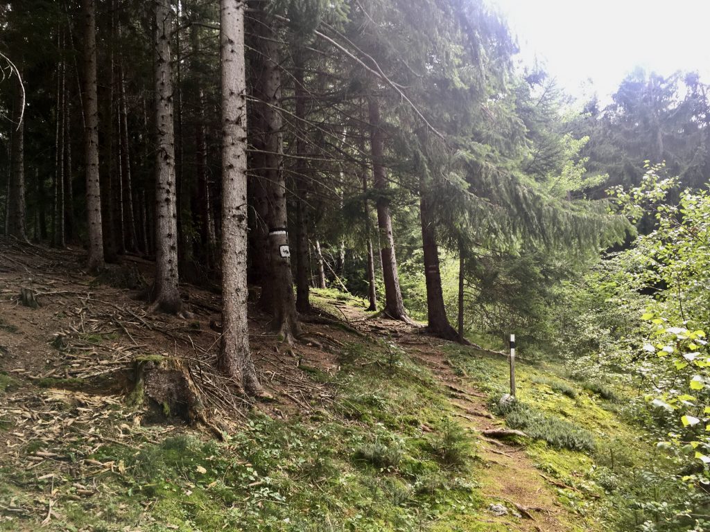 Am Waldweg von Prein. Foto Krisztina Grünzeis