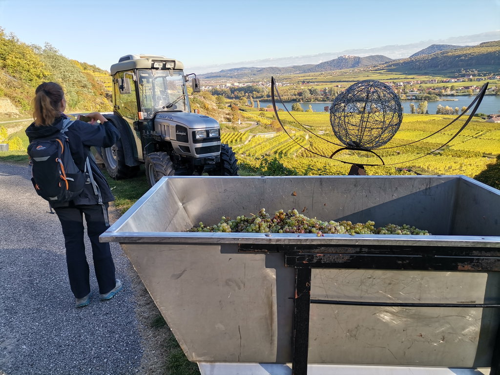 Weinlese, Weingartenkunst und ein Lamborghini. Foto Veronika Schöll
