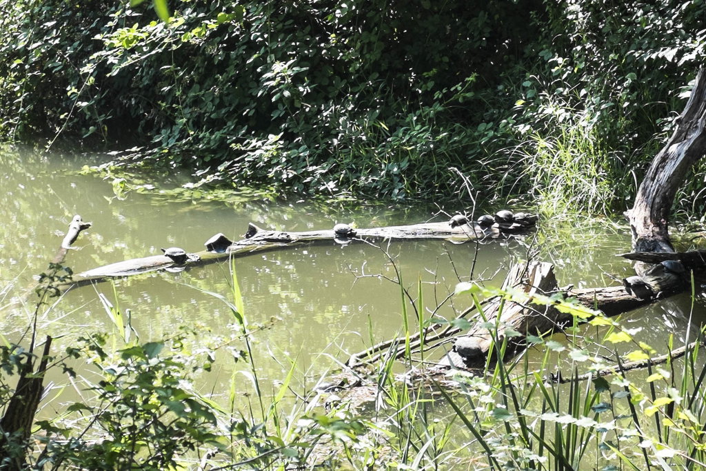 Schildkröteninsel.  Foto: Birgit Reiter