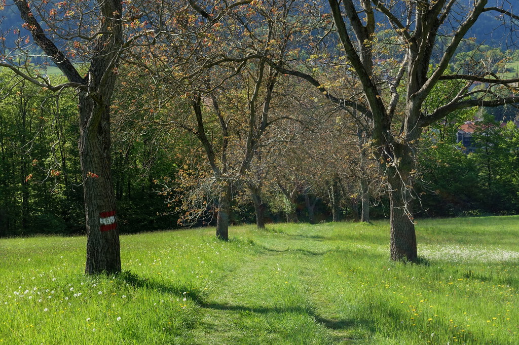 Nussbaumallee unterhalb von Laas. Foto: Peter Backé