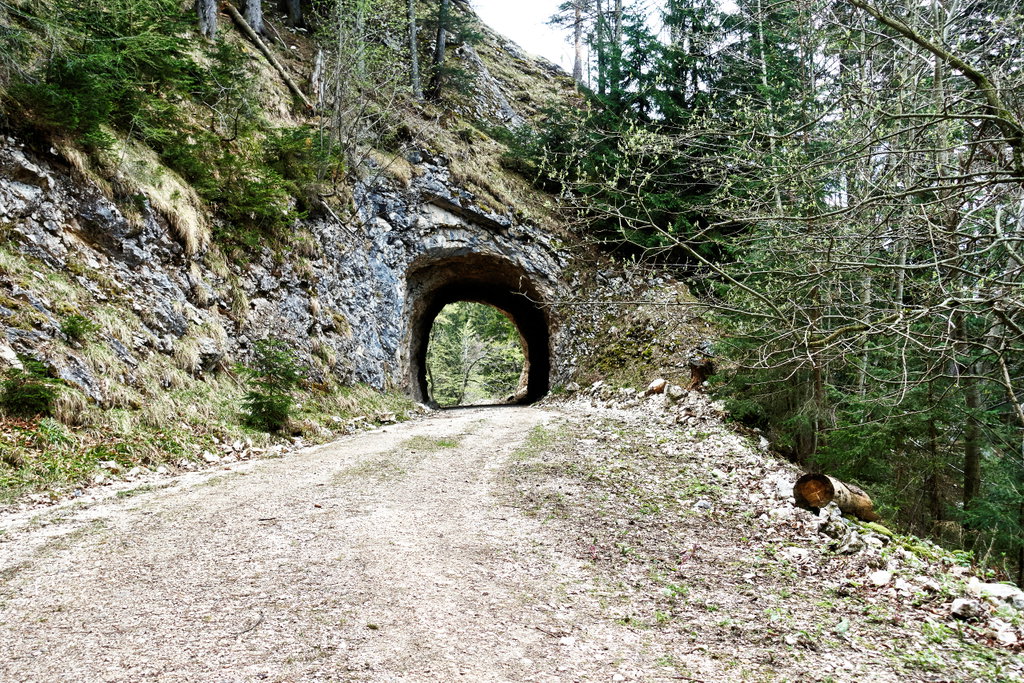 Forstweg mit Tunnel