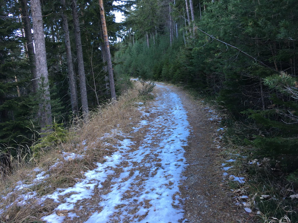 Waldweg