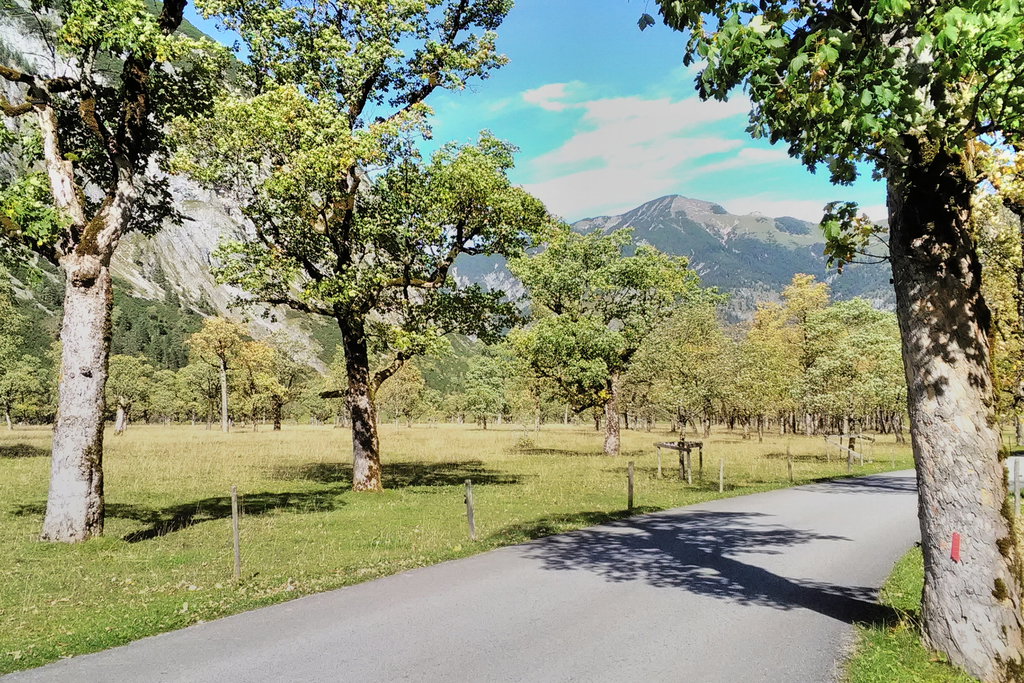 großer Ahornboden Richtung Norden. Foto: David Kurz