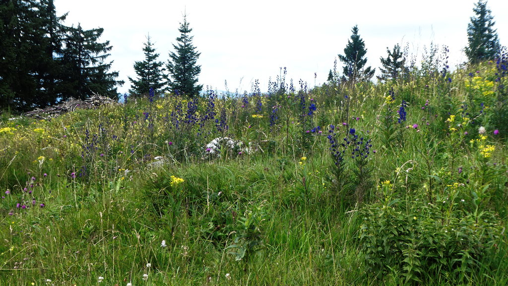 Blumenwiese - Klingeralm. Foto: Karl Plohovich