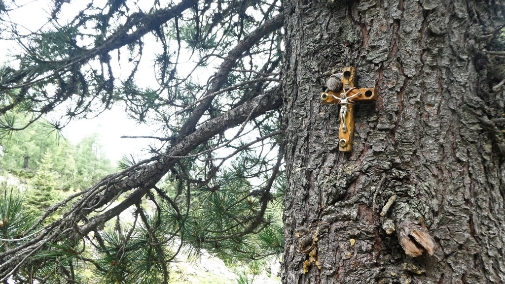 Zirbe mit Kreuz. Foto: Karl Plohovich