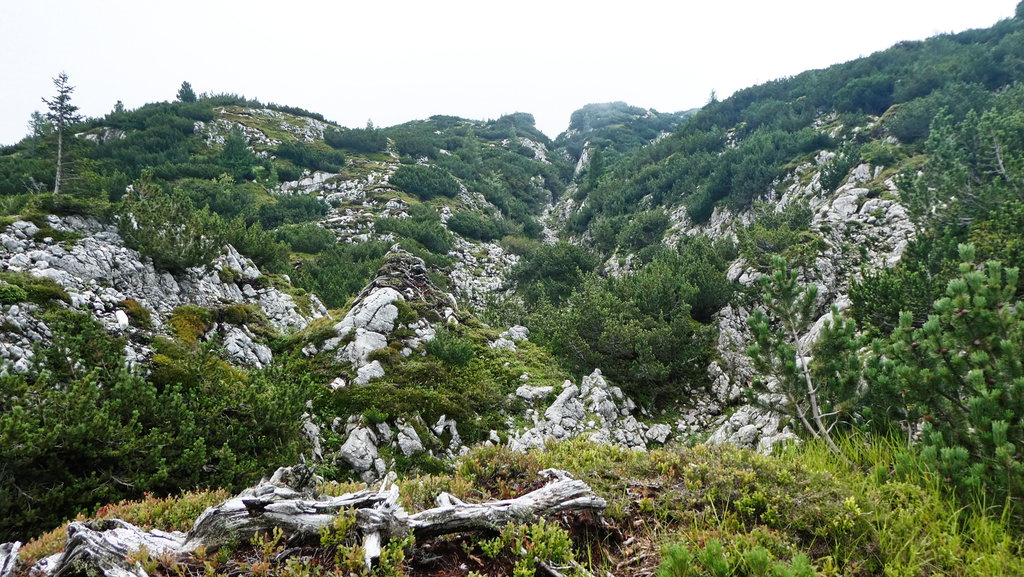 Der typische Hochflächen-Irrgarten. Foto: Karl Plohovich