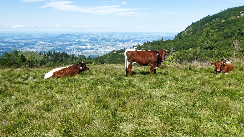 Hirschanger Vierkaseralm. Foto: Karl Plohovich