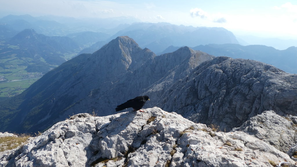 Gipfelbewohnerin Bergdole. Foto: Karl Plohovich