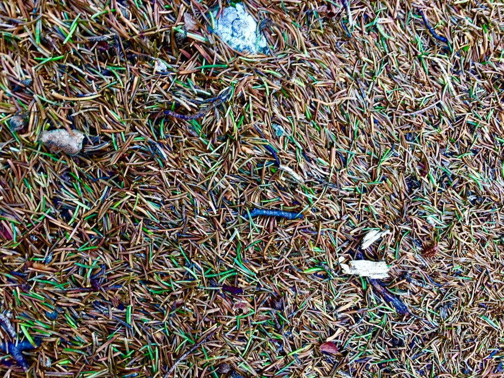 Der Wald. Foto: Stefan Hochhold