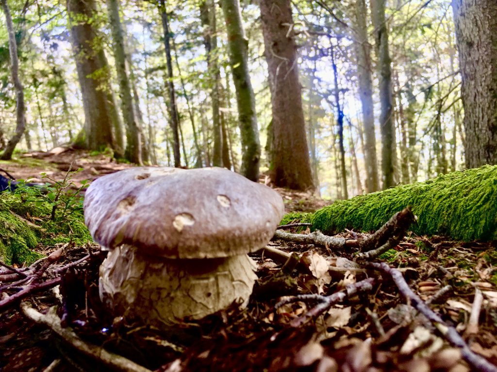 Steinpilzi, unscharf. Foto: Stefan Hochhold