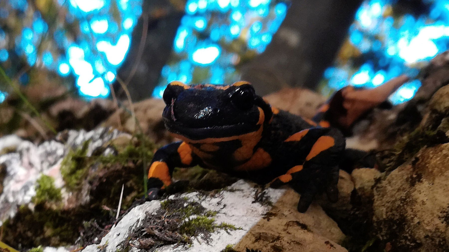 Feuersalamander. Foto: Veronika Lehner