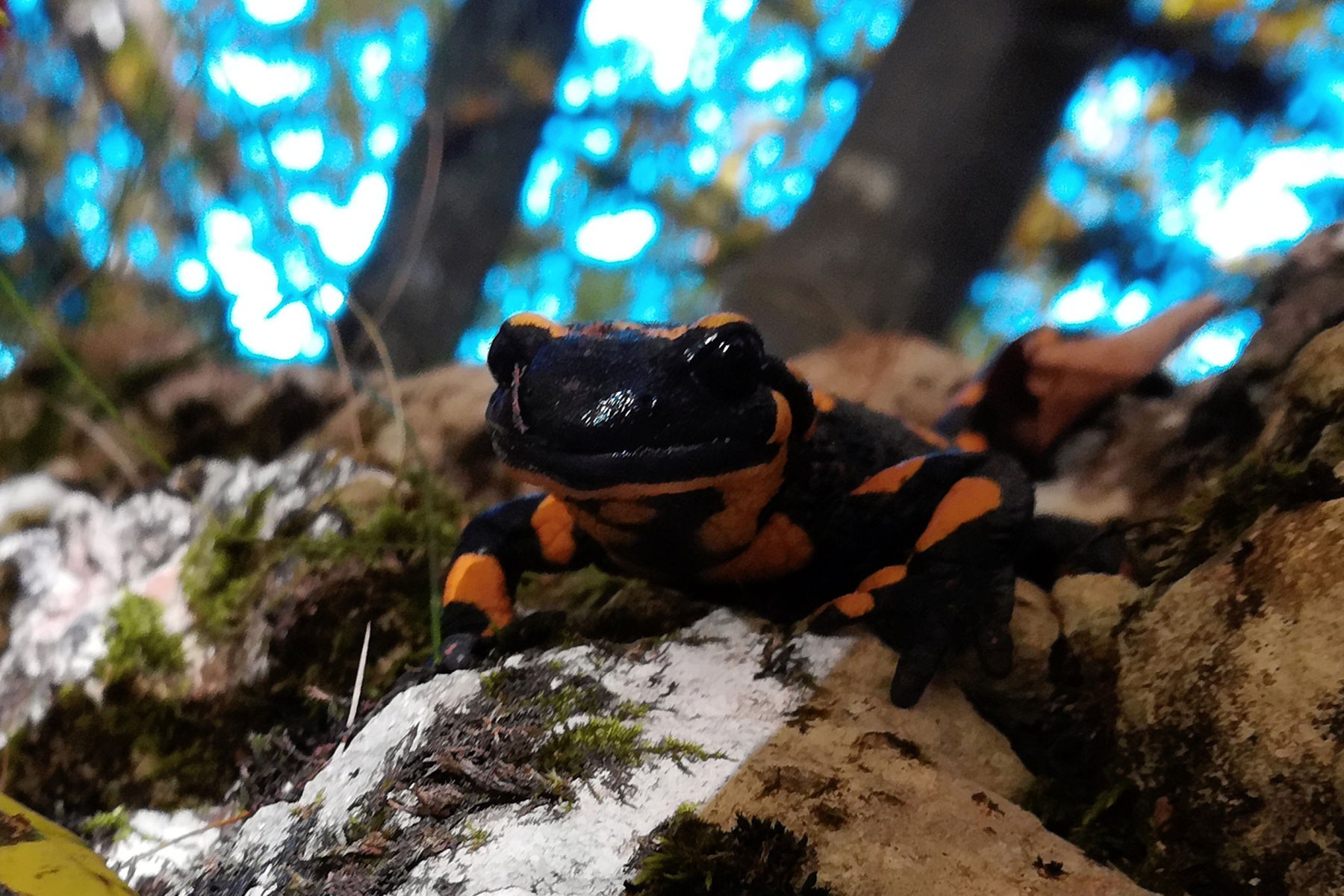 Feuersalamander am Schieferstein