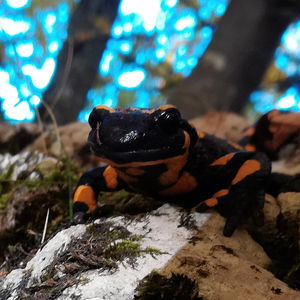 Feuersalamander am Schieferstein