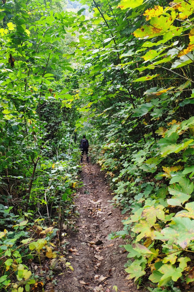 Schöne Waldwege. Foto: Birgit Matzinger