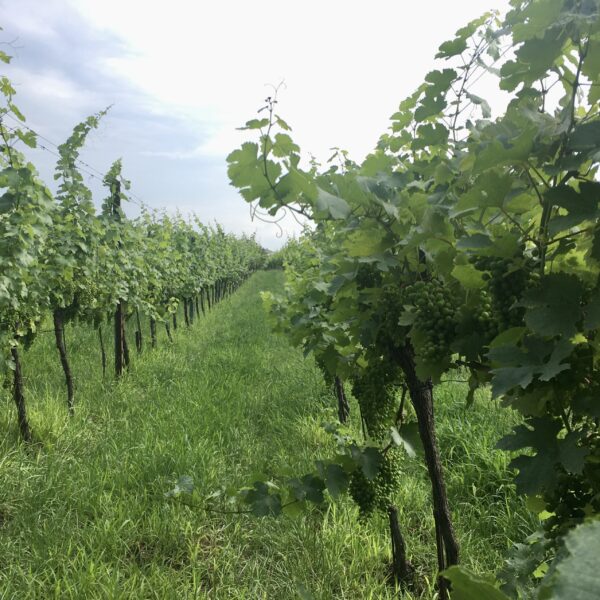 Weingärten am Bisamberg. Foto Veronika Schöll