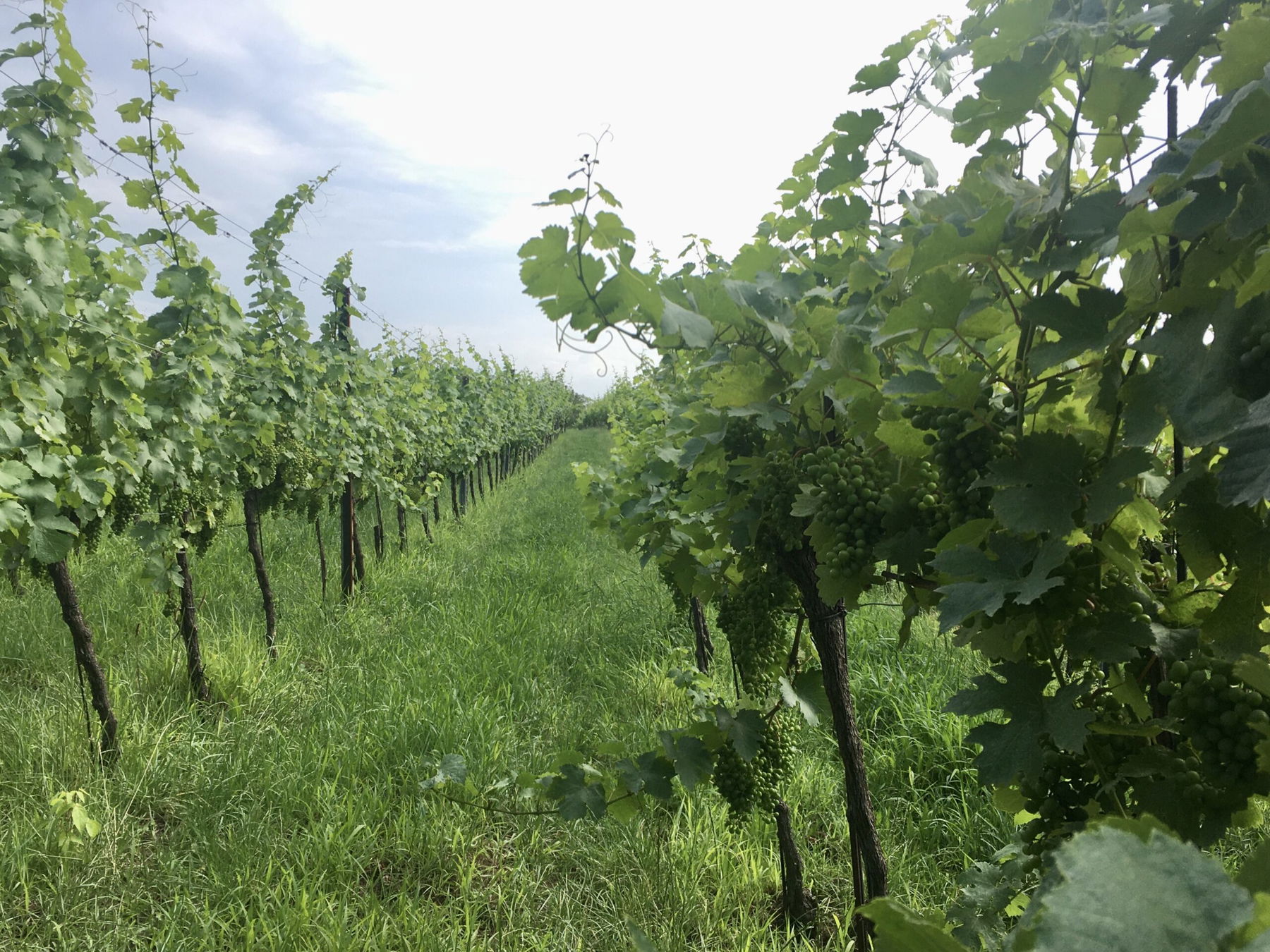 Stadtwanderweg 5 Stammersdorf