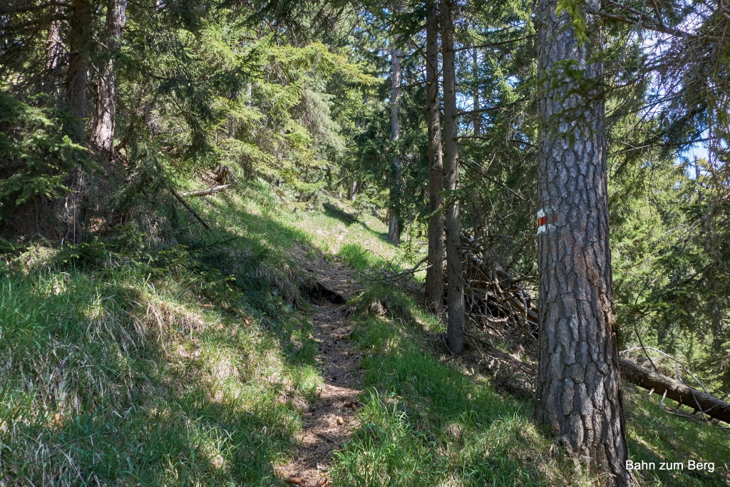 Der Pfarrersteig ist durchgängig ein Waldsteig.
