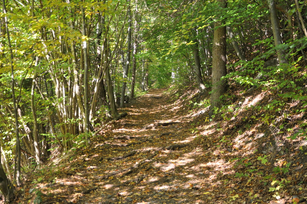 Waldweg Richtung Stojerhöhe. Foto: Clemens Novak