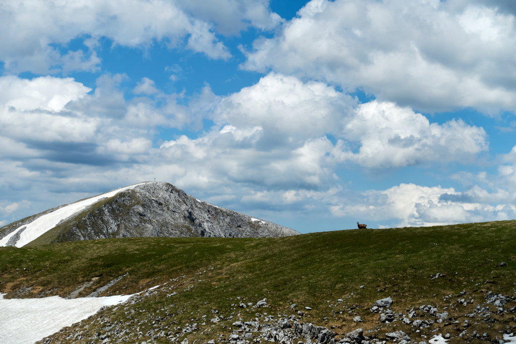 Hohe Weichsel und Bergbewohner. Foto Martin Heppner