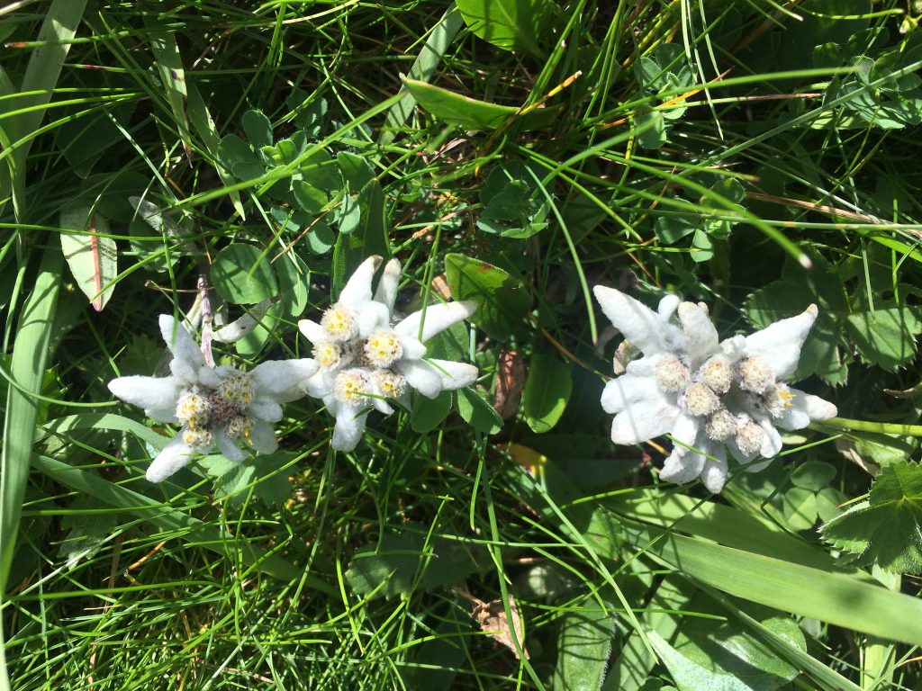 Edelweiß beim Ottohaus. Foto Veronika Schöll