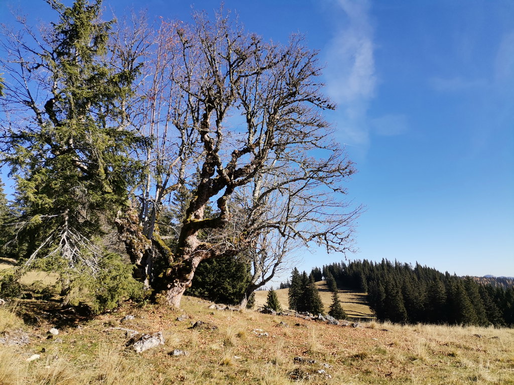 Herbstliche Alm und Bergahorn. Veronika Schöll