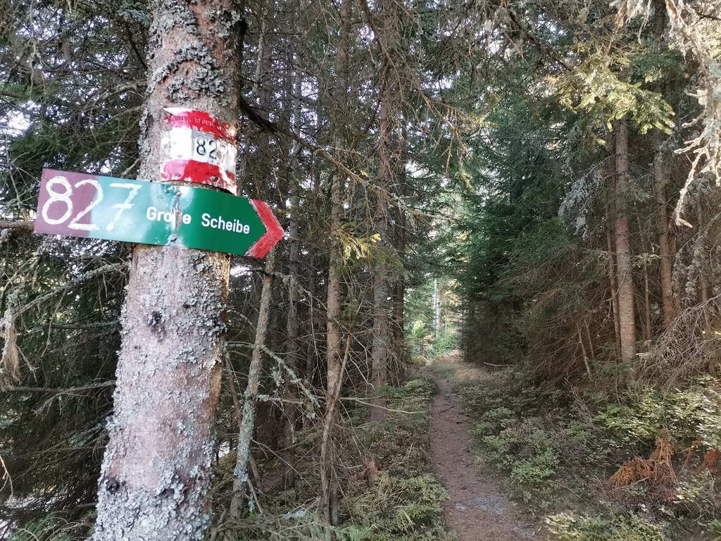 Nach der Forststraße weiter auf dem Waldweg zur Großen Scheibe. Foto Veronika Schöll