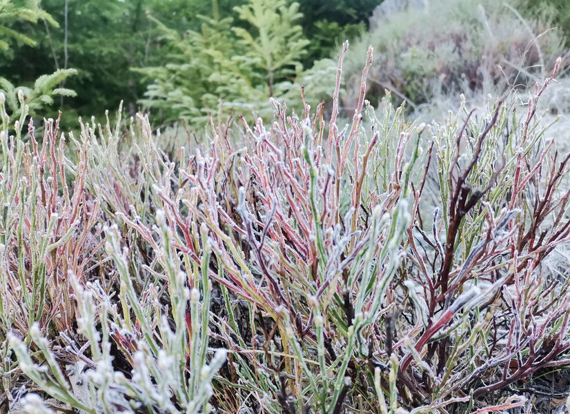 Die Buntheit des Herbstes mit einer Frostschicht überzogen. Foto: Veronika Schöll