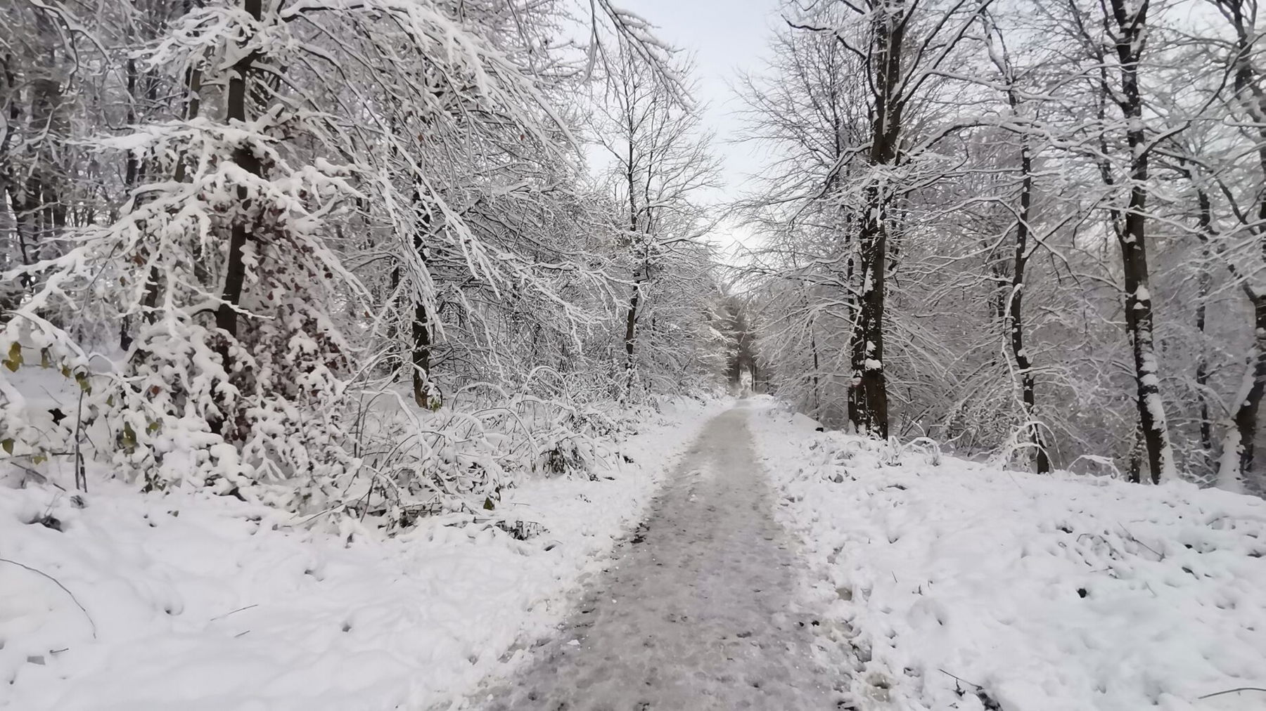 Winterwald beim Roten Kreuz. Foto Veronika Schöll