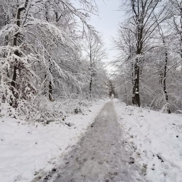 Winterwald beim Roten Kreuz. Foto Veronika Schöll