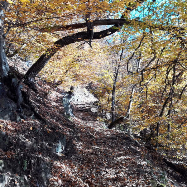 Unterer Längsweg. Foto: Veronika Lehner