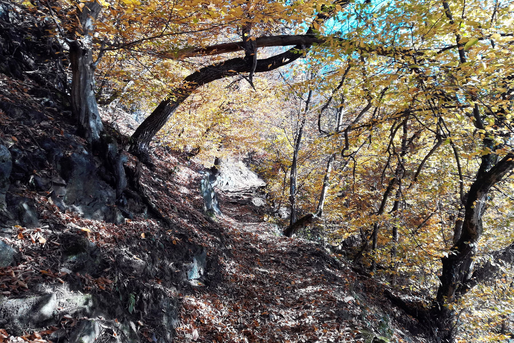 Die Ilz-Schleife – ein Naturschutzgebiet