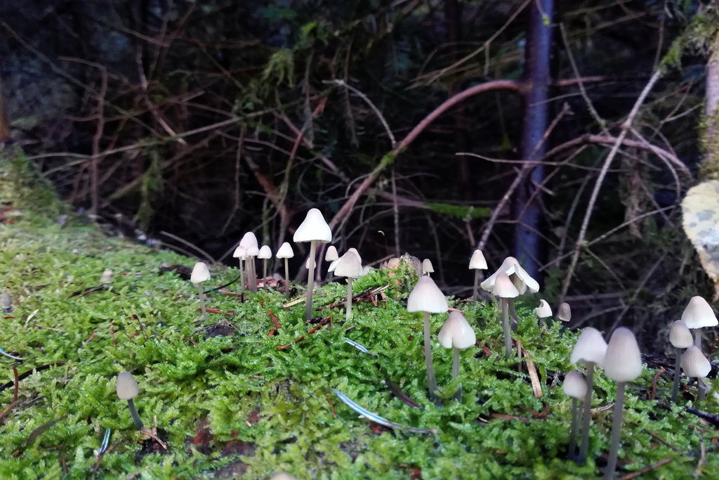 Kleine Sonnenschirme. Foto: Veronika Lehner
