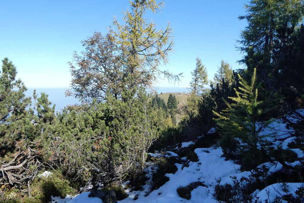 Latschengasse zur Vierkaseralm. Foto: Karl Plohovich