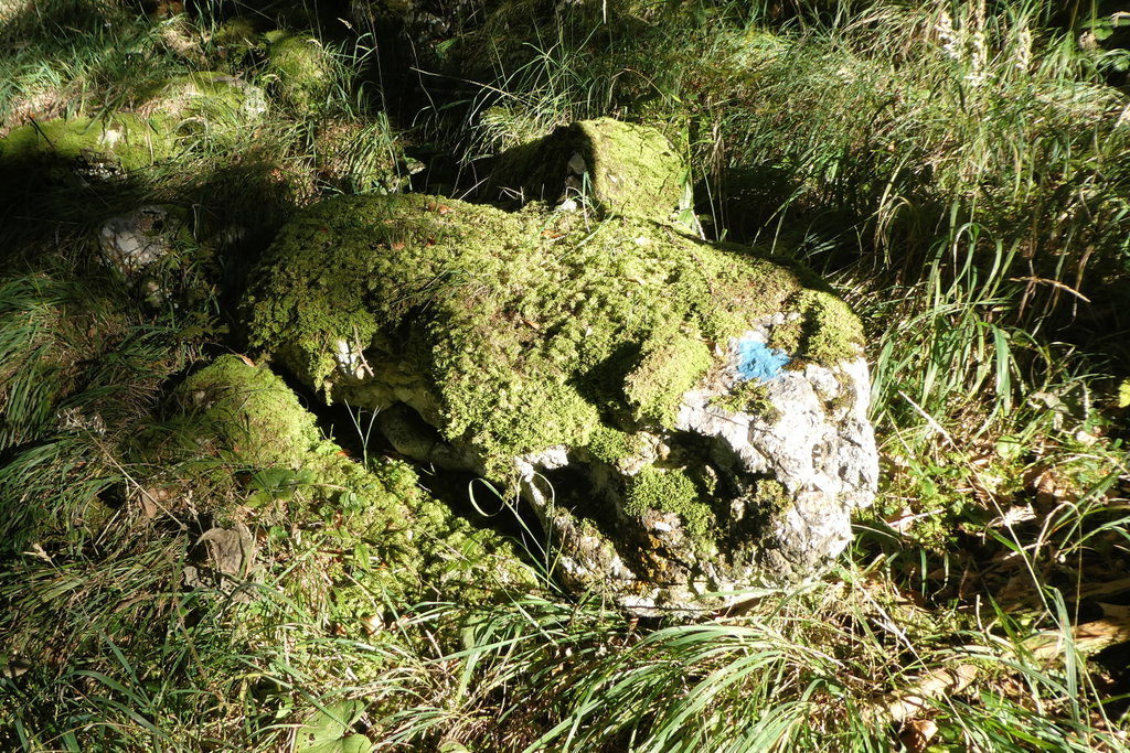 Moos - Markierung. Foto: Karl Plohovich
