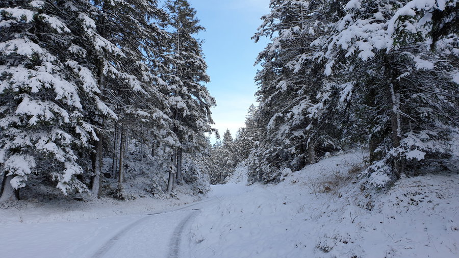 Verschneiter Waldweg. Foto: Markus Büchler