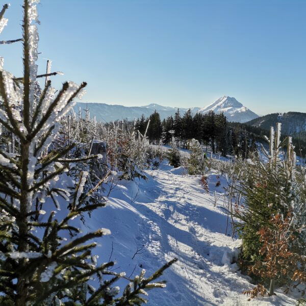 Noch immer "Frozen" am Hennesteck. Foto Veronika Schöll