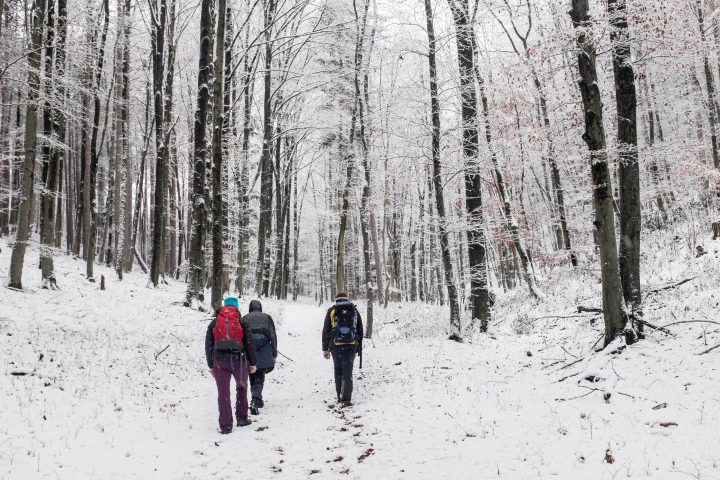 Erste Waldpassage. Foto: Birgit Reiter