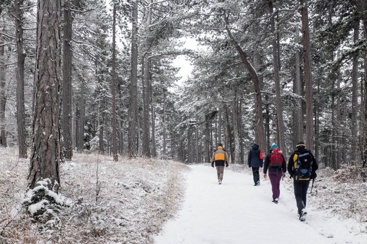Angezuckerter Föhrenwald. Foto: Birgit Reiter