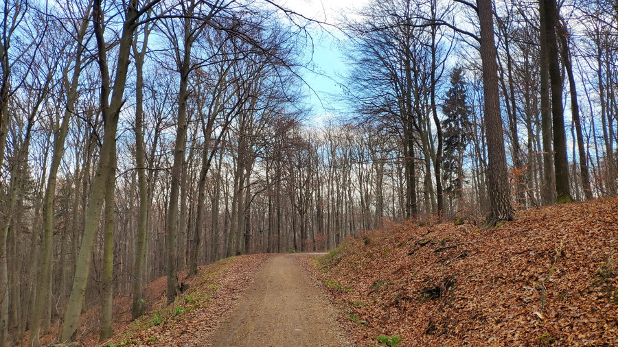 Forststraße nach Breitenfurt Ost. Foto: Birgit Matzinger