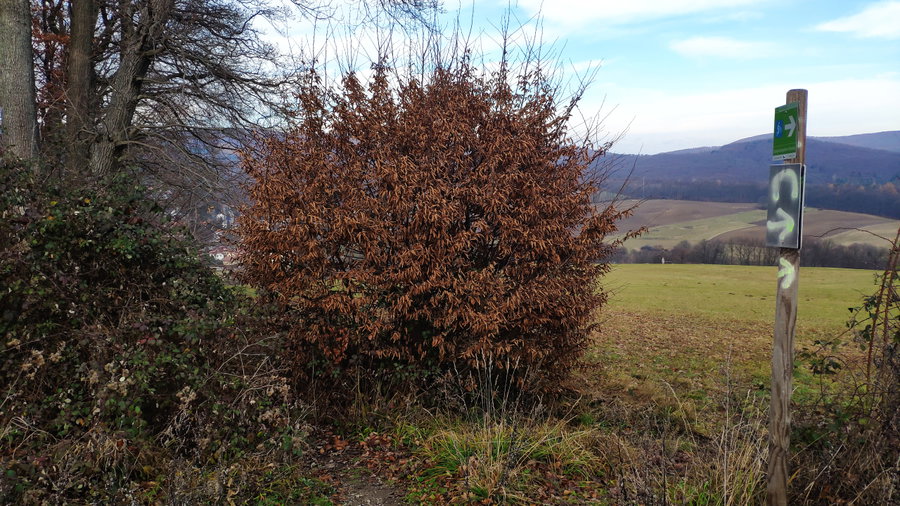 Abzweigung von der Forststraße nach Laab im Walde. Foto: Birgit Matzinger