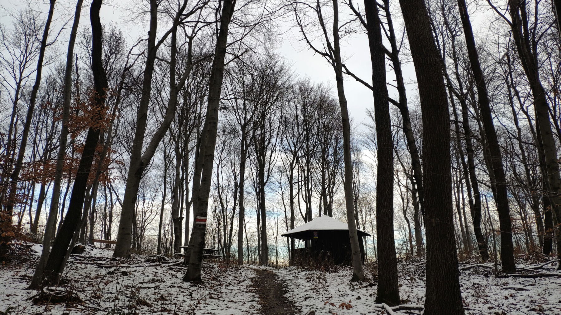 Schneereste im Wienerwald. Foto: Birgit Matzinger