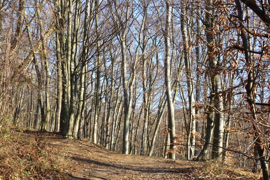 Richtung Buchberg. Foto: Clemens Novak