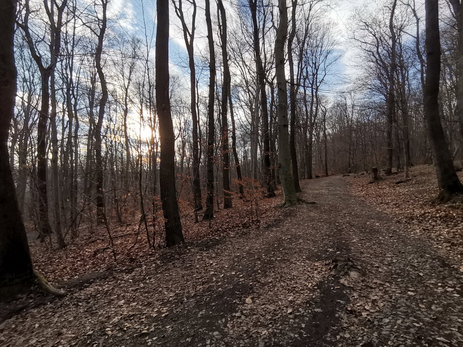 Ein Stückerl Wiener Wald. Foto Veronika Schöll