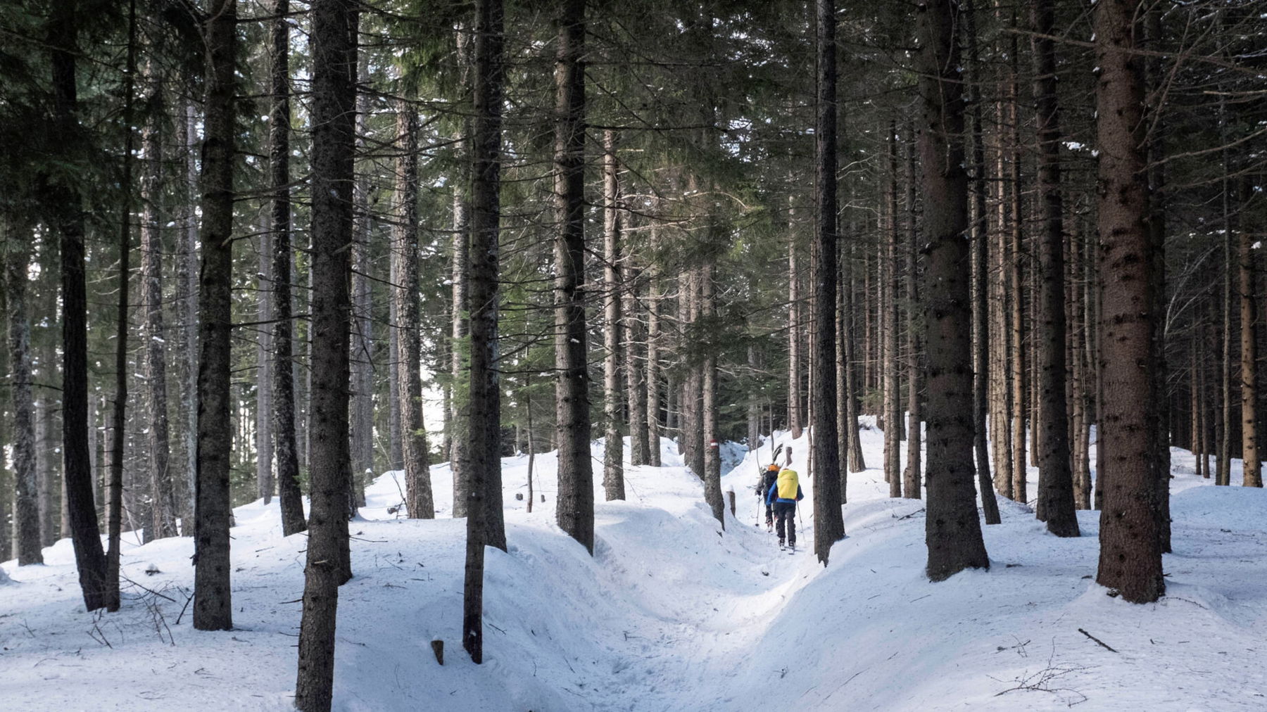 Hohlweg. Foto: Birgit Reiter